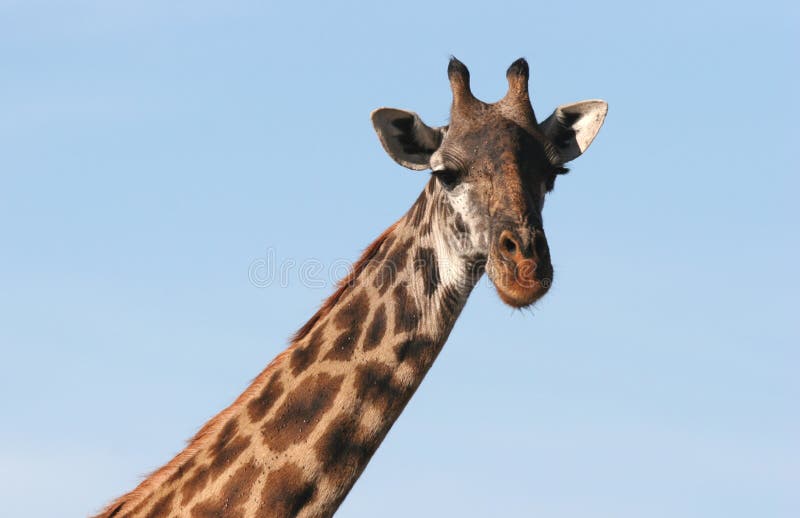 Close up da cabeça do Giraffe