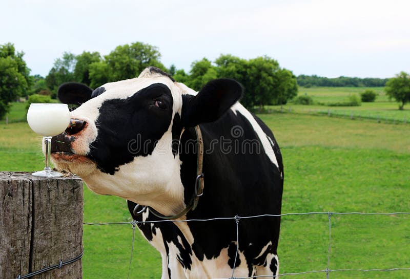 Close up da cabeça da vaca de Holstein que cheira um vidro de vinho completo do leite no cargo da cerca fotografia de stock royalty free Close up da cabeça da vaca de Holstein que cheira um vidro de vinho completo do leite no cargo da cerca fotografia de stock royalty free