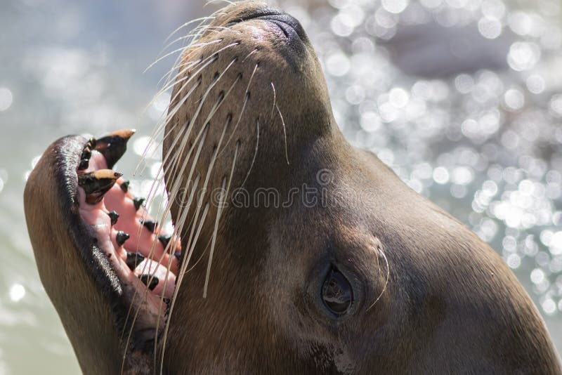 Close-up da cara do leão de mar de Califórnia com suiças e os dentes caninos