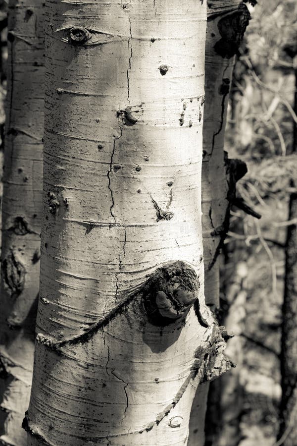 Detail picture of the bark and knots on an aspen tree in the forest. Duotone image. Detail picture of the bark and knots on an aspen tree in the forest. Duotone image