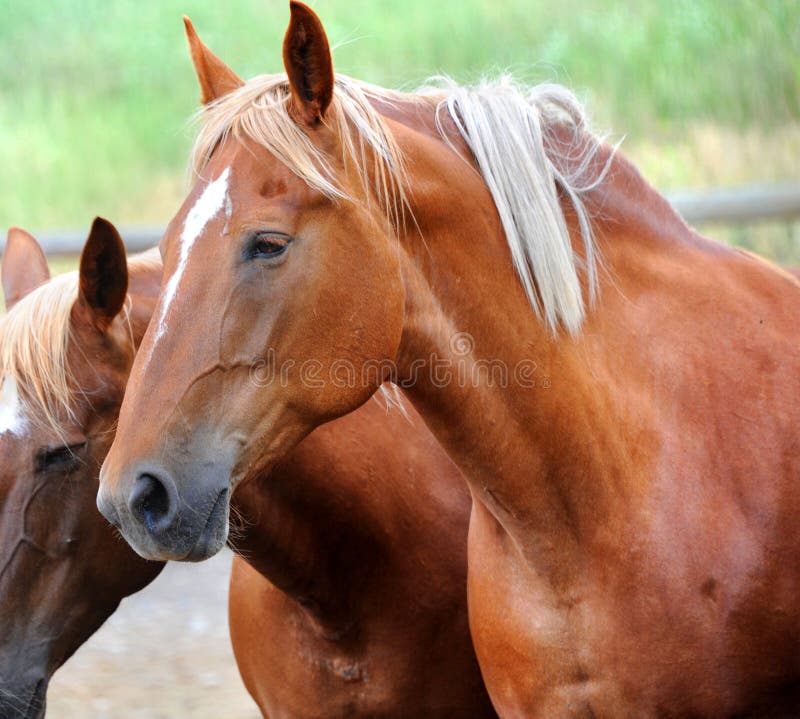 Closeup, of chestnut colored horse, shows head and shoulders. Two horses are standing in a corral in Happy Valley, Montana. Closeup, of chestnut colored horse, shows head and shoulders. Two horses are standing in a corral in Happy Valley, Montana.