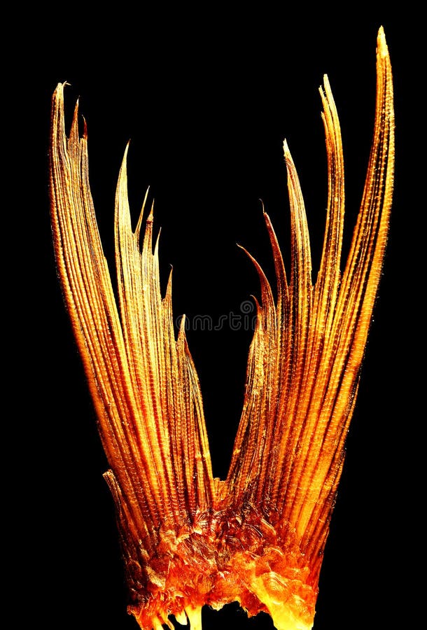 Close-up da cauda dos peixes foto de stock royalty free Close-up da cauda dos peixes foto de stock royalty free