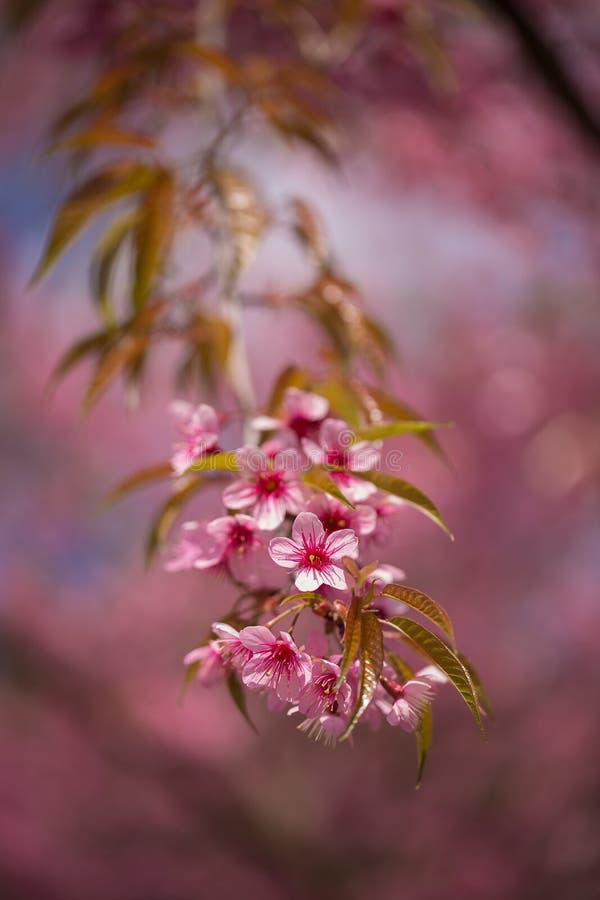 Close up da cereja Himalaia selvagem fotos de stock royalty free