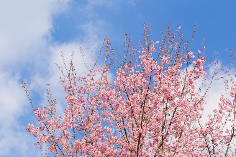 Close up da cereja Himalaia selvagem fotos de stock