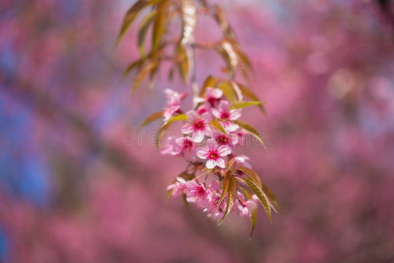 Close up da cereja Himalaia selvagem imagem de stock