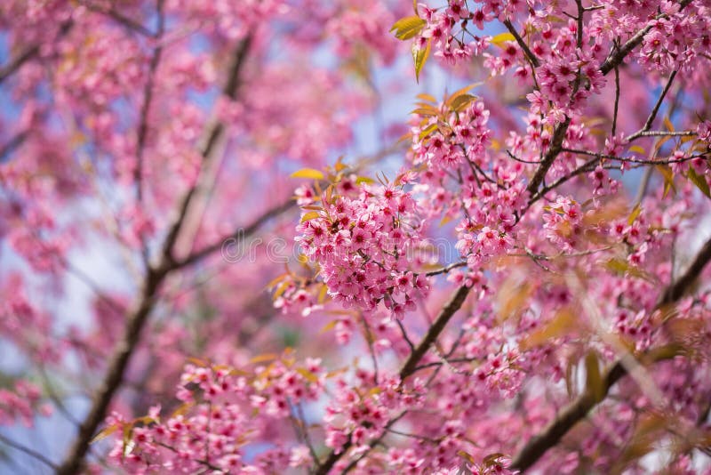 Close up da cereja Himalaia selvagem fotos de stock