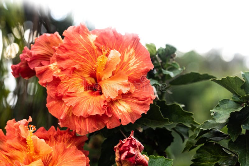 Close-up da flor alaranjada e amarela bonita da flor do hibiscus na flor completa no paraíso de Havaí, fundo floral do jardim, cu imagens de stock Close-up da flor alaranjada e amarela bonita da flor do hibiscus na flor completa no paraíso de Havaí, fundo floral do jardim, cu imagens de stock