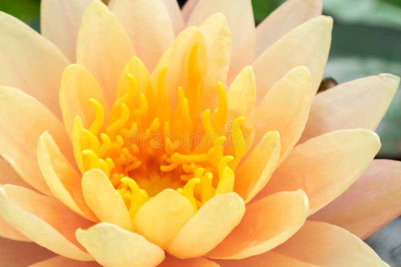 Close up da flor de lótus cor-de-rosa velha bonita foto de stock Close up da flor de lótus cor-de-rosa velha bonita foto de stock