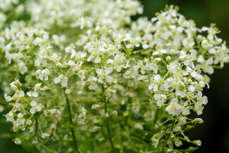 Close-up da flor selvagem branca pequena no fundo borrado foto de stock Close-up da flor selvagem branca pequena no fundo borrado foto de stock