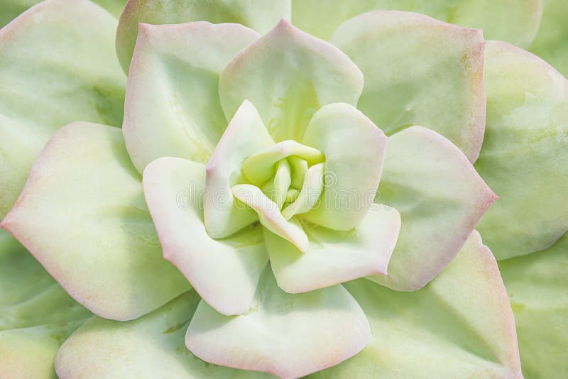Close up da grande roseta da luz - folhas verdes da planta carnuda derrubadas fotografia de stock Close up da grande roseta da luz - folhas verdes da planta carnuda derrubadas fotografia de stock