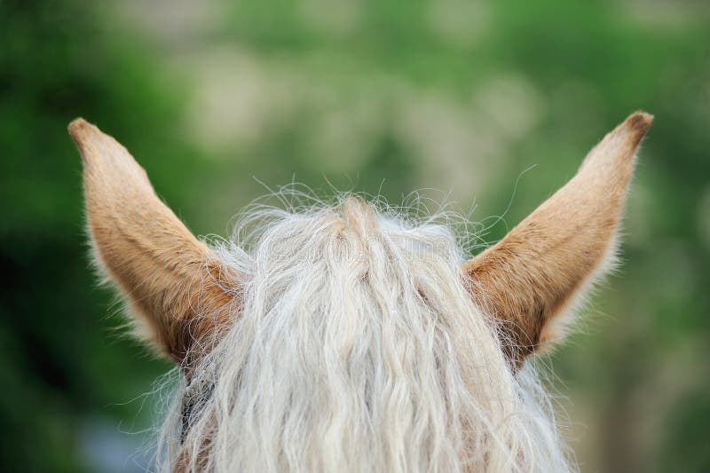 Cavalo De Trabalho Na Frente Do Celeiro Foto de Stock - Imagem de animal,  zoologia: 100606524