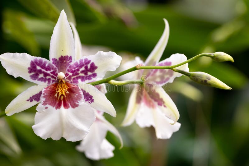 Close-up Da Orquídea Branca E Roxa Do Oncidium, Faísca De Hilo Do Peixe  Graúdo De Beallara Imagem de Stock - Imagem de foco, branco: 143554201