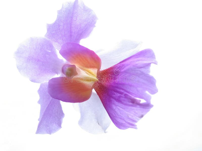 Close up da orquídea