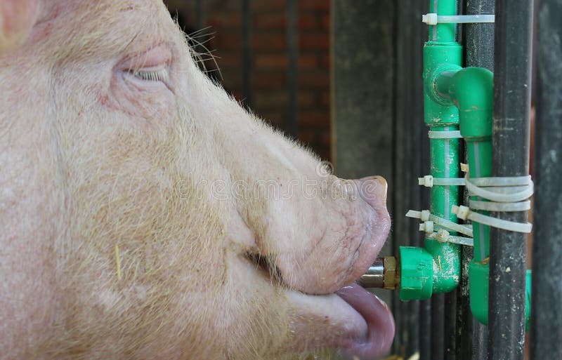 Close-up de um porco a beber água imagens de stock