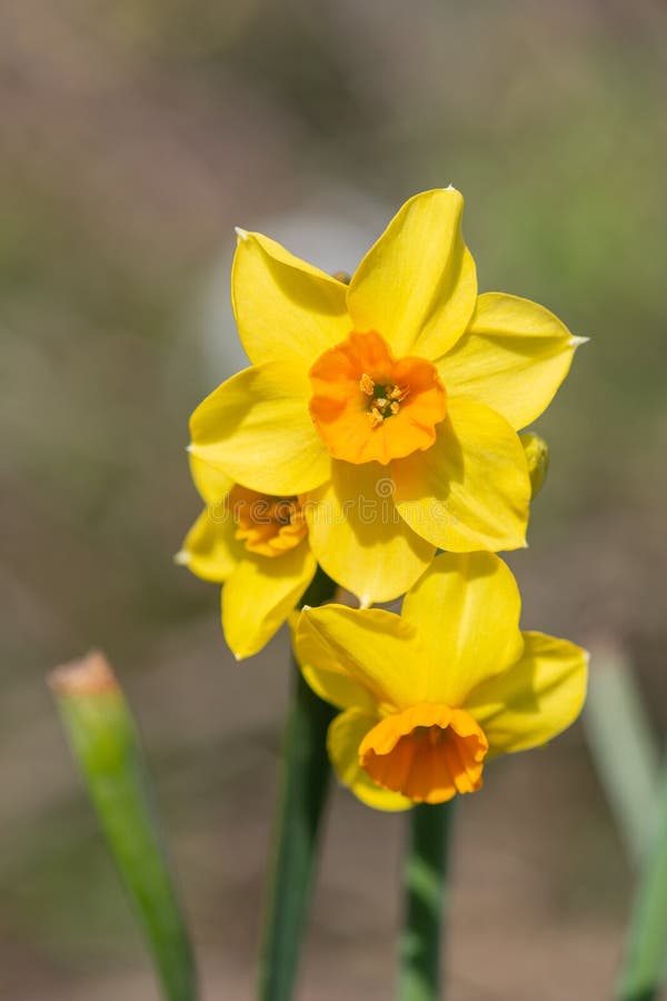 Daffodil narcissus flowers stock image. Image of closeup 245246975