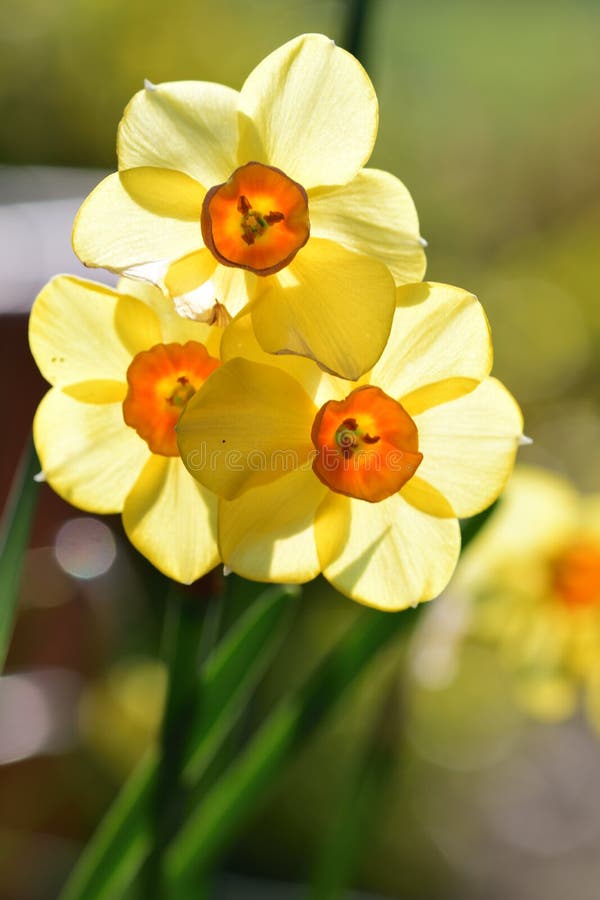 Daffodils narcissus stock photo. Image of natural, nature 143748626