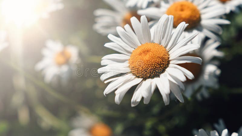 Close-up of daisy flowers in the gentle rays of the warm sun in the garden. Summer, spring concepts. Beautiful nature background royalty free stock images Close-up of daisy flowers in the gentle rays of the warm sun in the garden. Summer, spring concepts. Beautiful nature background royalty free stock images