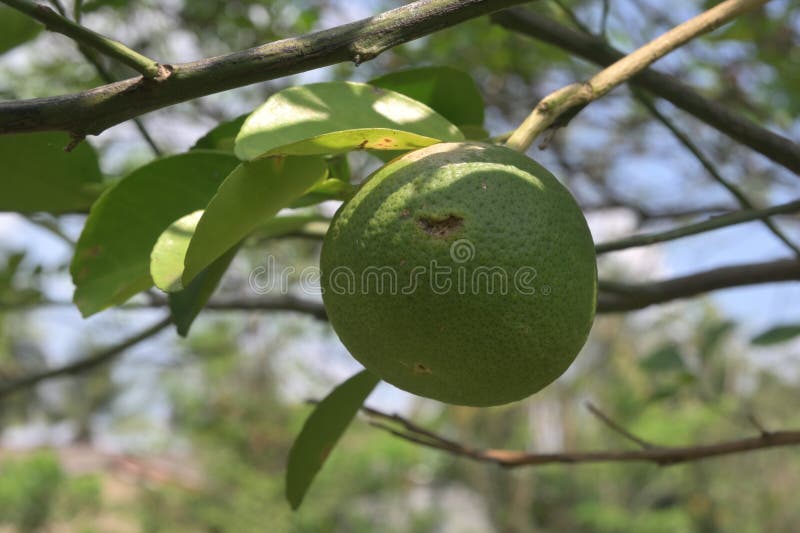 Close Up of a Damaged Green Citrus Fruit View, the Fruit Hangs in a Twig Stock Photo Image of
