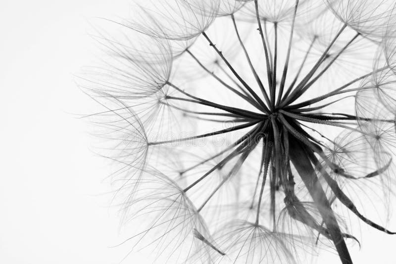 Close-up of dandelion royalty free stock photos Close-up of dandelion royalty free stock photos