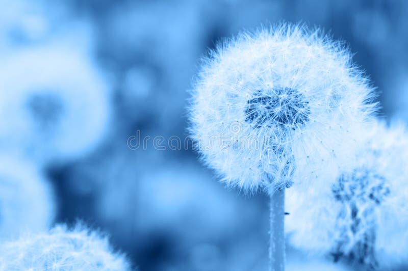 Close Up of Dandelion. Toned in Trendy Color Stock Image - Image of ...