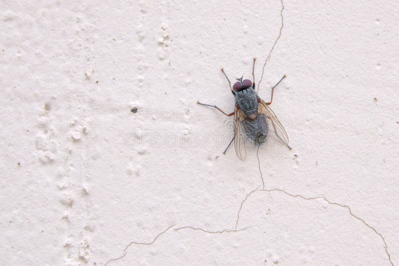 The close-up of a dark gray muscidae fly on white wall