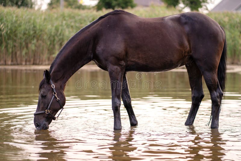 Closeup of a Dark Horse Drinks Water from a Lake. Horse Ride Stock