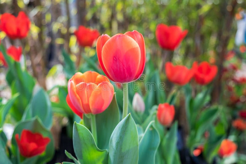 Close-up das tulipas crescidas na vila holandesa fotos de stock royalty free Close-up das tulipas crescidas na vila holandesa fotos de stock royalty free