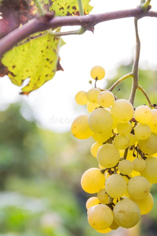 Close up das uvas contra o fundo obscuro foto de stock Close up das uvas contra o fundo obscuro foto de stock