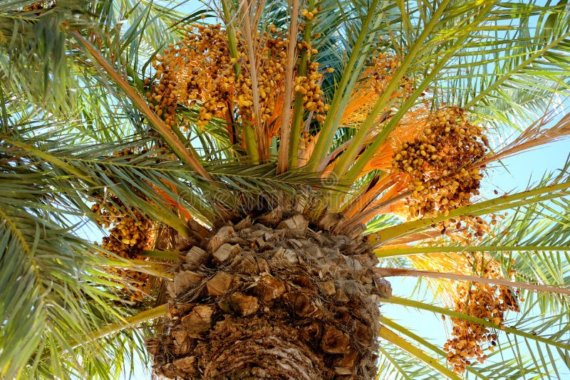 Close-up of Date palm