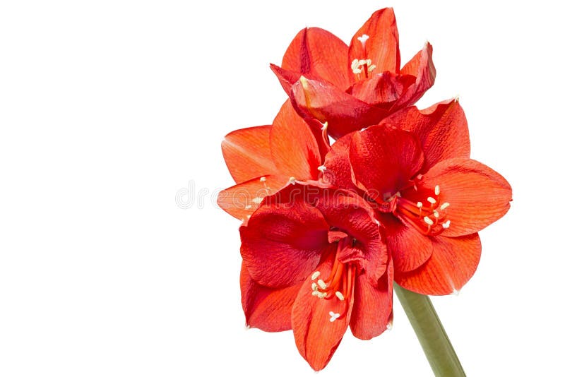 A Laranja Floresce Hippeastrum Ou Amaryllis Em Vagabundos Do Jardim Da Casa  Da Natureza Foto de Stock - Imagem de vibrante, planta: 73632738