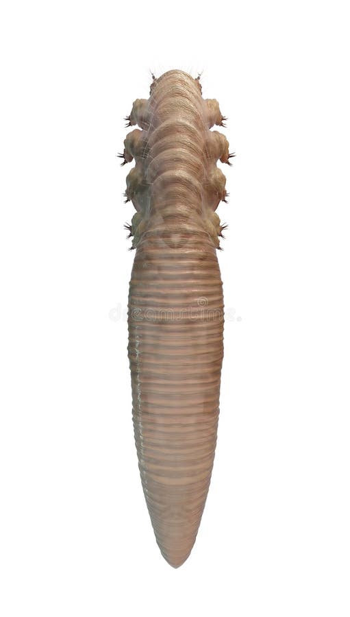 Close-up de Demodex Folliculorum isolado Demodicosis fotografia de stock