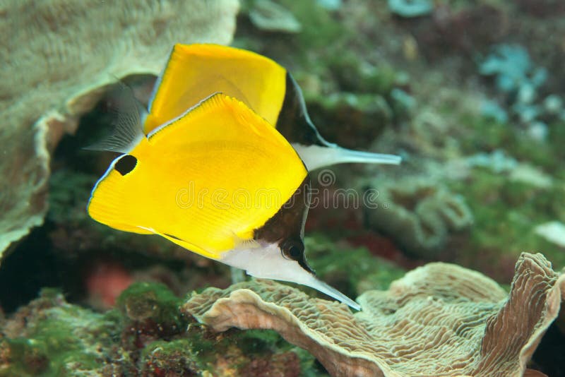 Close up de dois butterflyfish longnose amarelos que nadam sobre o recife de corais de Bali imagens de stock Close up de dois butterflyfish longnose amarelos que nadam sobre o recife de corais de Bali imagens de stock