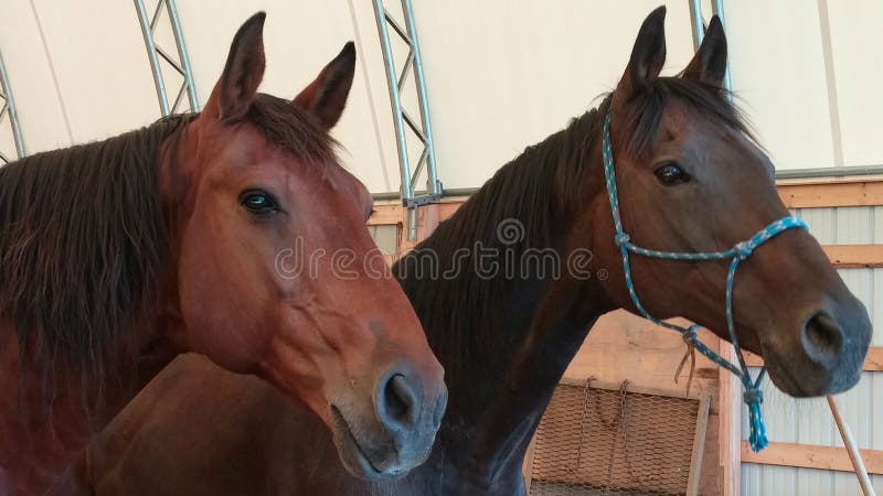 14027 - DIVERSOS - ANIMAIS - Dois Cavalos de frente - CAVALO - 41x29 cm.