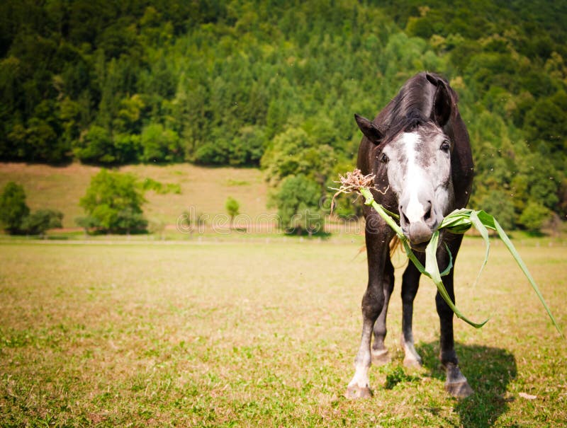 Cavalo preto comendo pastagem no curral a frente de um cavalo pardo Stock  Photo