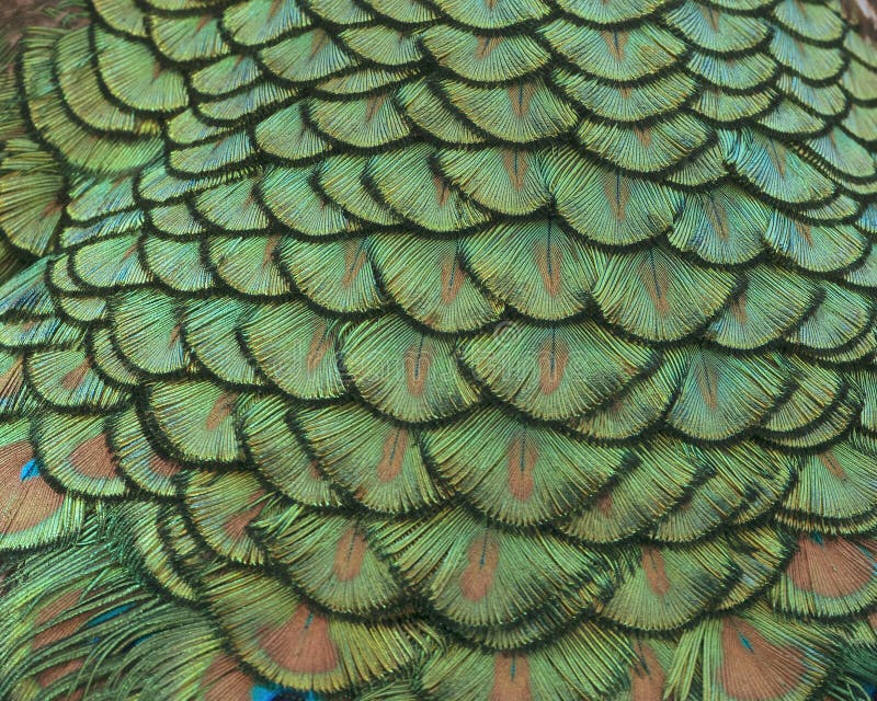 Close up de penas de cauda indianas do pavão foto de stock royalty free Close up de penas de cauda indianas do pavão foto de stock royalty free