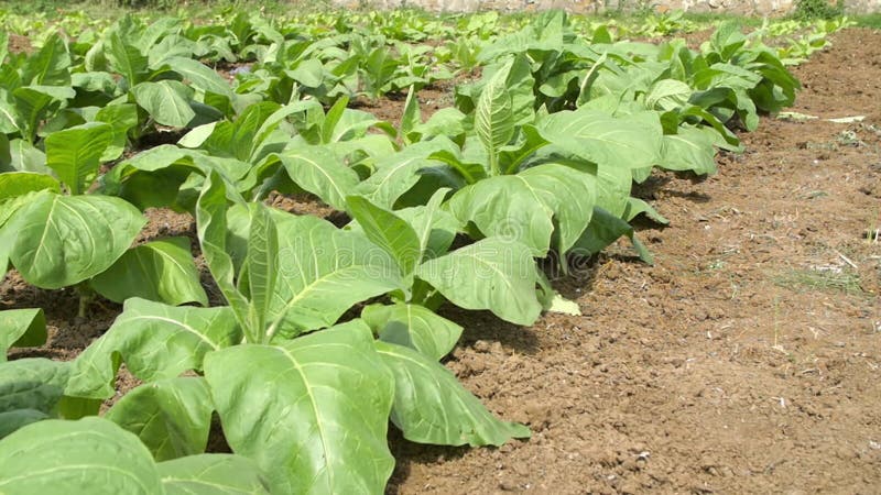 Close-up de plantas de cigarro em campo. alta qualidade