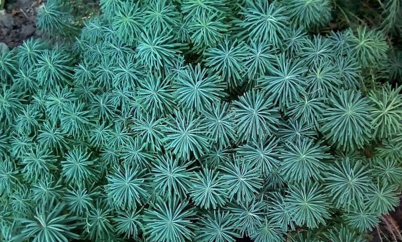 Close-up de plantas decorativas como uma árvore de Natal As rosetas da turquesa, diluem como agulhas, folhas imagem de stock Close-up de plantas decorativas como uma árvore de Natal As rosetas da turquesa, diluem como agulhas, folhas imagem de stock