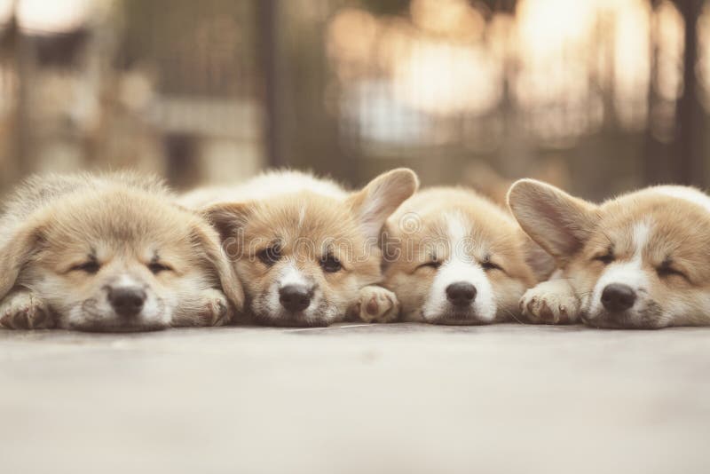 Close up de quatro bonitos, dos cachorrinhos bonitos do cão do corgi que encontram-se, do relaxamento e do sono imagens de stock royalty free Close up de quatro bonitos, dos cachorrinhos bonitos do cão do corgi que encontram-se, do relaxamento e do sono imagens de stock royalty free
