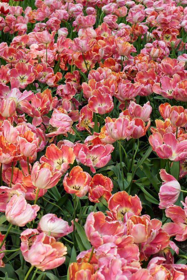 Close-up de tulipas macias amarelo-cor-de-rosa bonitas na cama de flor imagens de stock Close-up de tulipas macias amarelo-cor-de-rosa bonitas na cama de flor imagens de stock