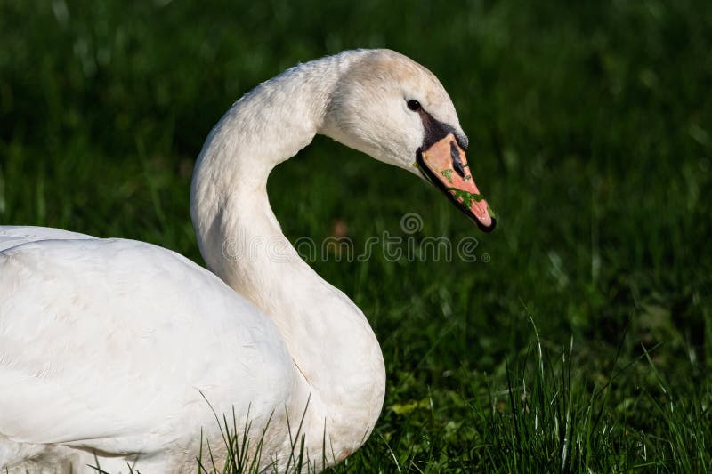 Close-up de um cisne-mudo jovem foto de stock royalty free