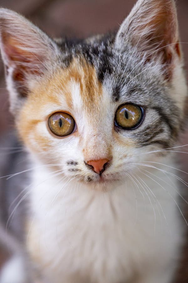 Close-up de um gatinho bonito da chita imagens de stock Close-up de um gatinho bonito da chita imagens de stock