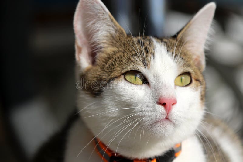 Close-up de um gato jovem branco e castanho com um nariz rosa imagem de stock royalty free