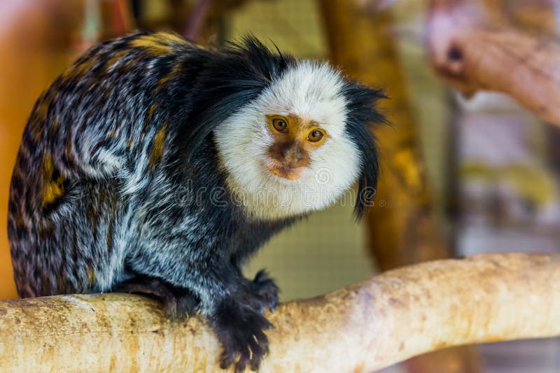 Close up de um sagui dirigido branco, um macaco tropical de Brasil, animais de estimação exóticos populares