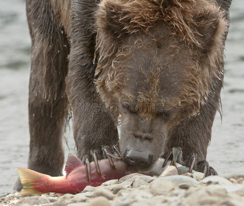 tênis adidas v racer 2.0 masculino