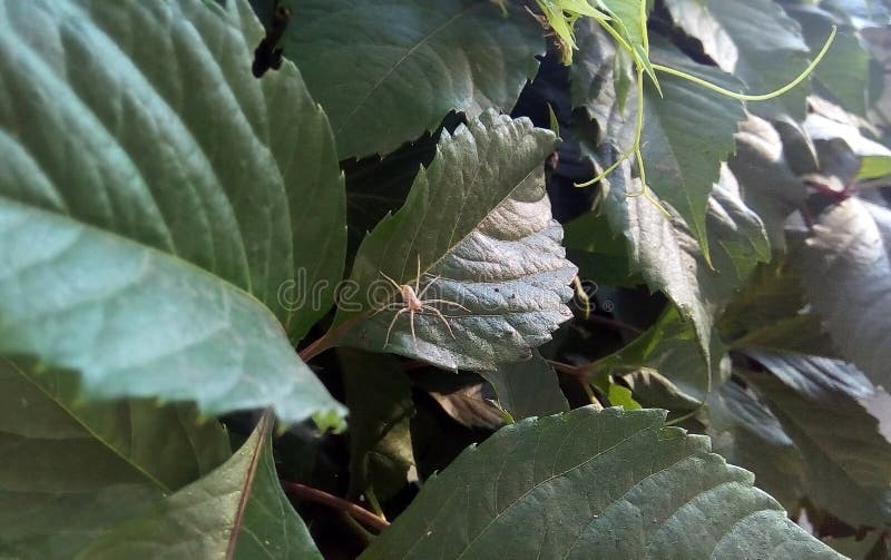 Close-up de uma aranha clara pequena nas folhas verdes de uvas selvagens imagem de stock Close-up de uma aranha clara pequena nas folhas verdes de uvas selvagens imagem de stock