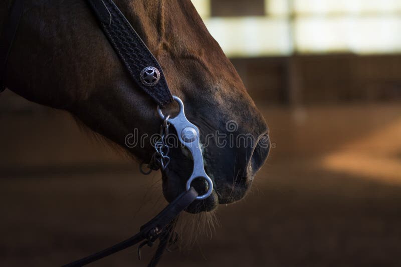 Cavalo no freio sorrindo closeup