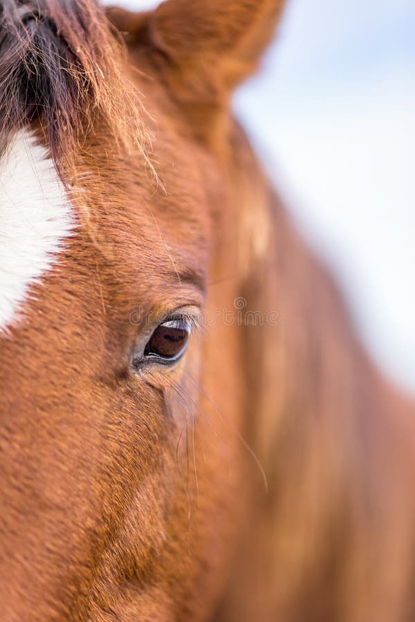 Close up da cara do cavalo foto de stock. Imagem de pasto - 34956360