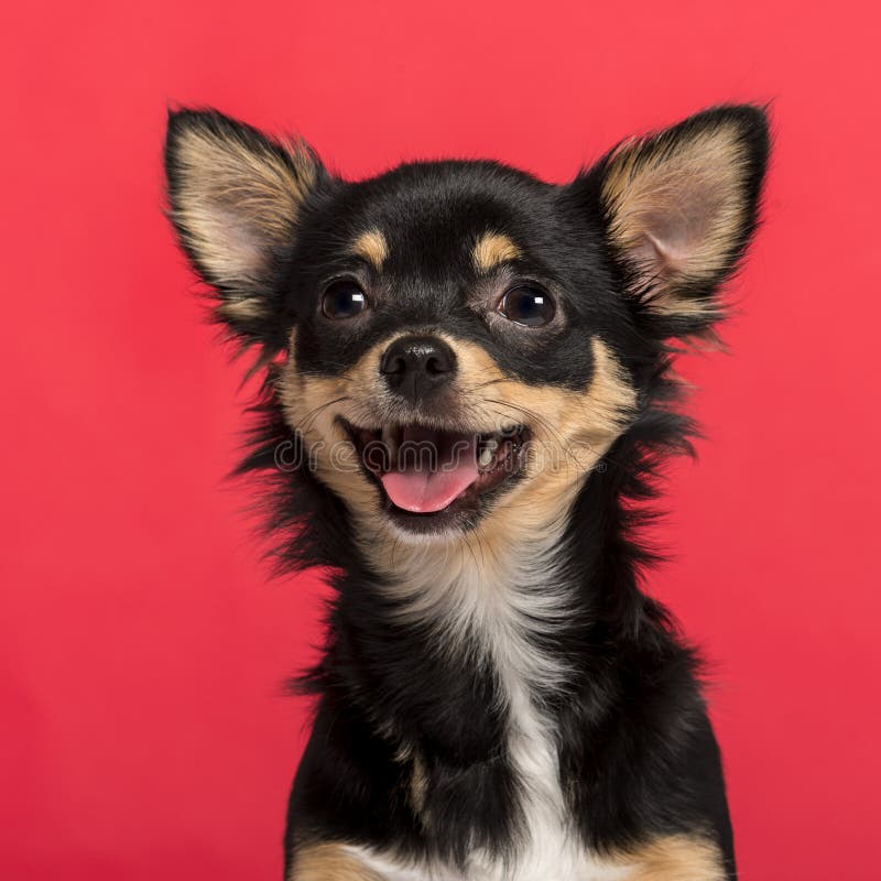 Close-up de uma chihuahua foto de stock Close-up de uma chihuahua foto de stock
