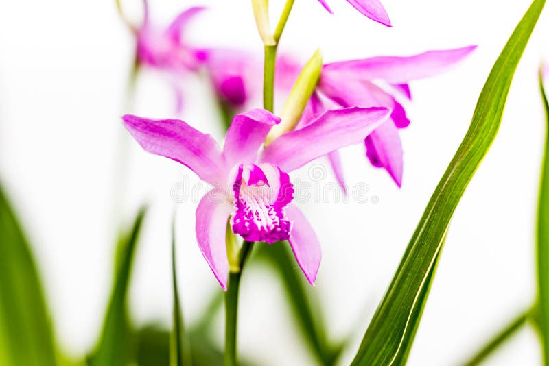 Close up de uma flor cor-de-rosa bonita da orquídea do Bletilla Bletilla isolado no fundo branco, uma cedo da florescência résist imagens de stock royalty free Close up de uma flor cor-de-rosa bonita da orquídea do Bletilla Bletilla isolado no fundo branco, uma cedo da florescência résist imagens de stock royalty free