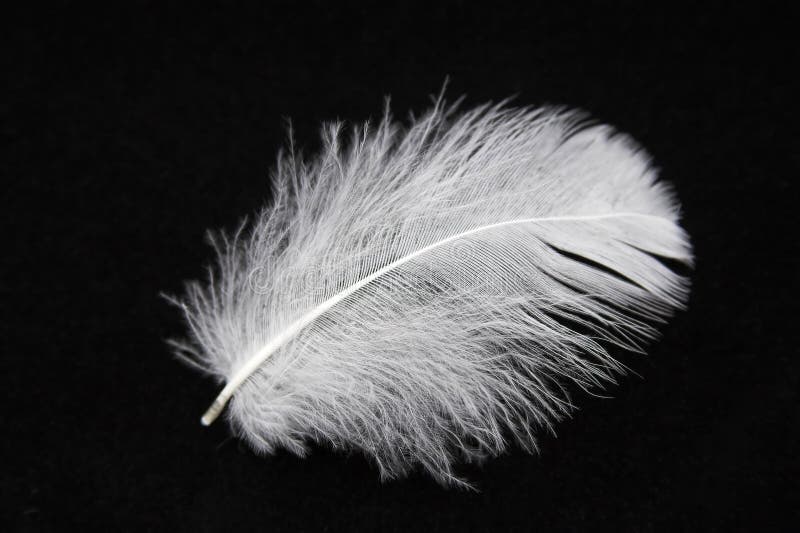 Close-up of a white feather on a black background. Close-up of a white feather on a black background